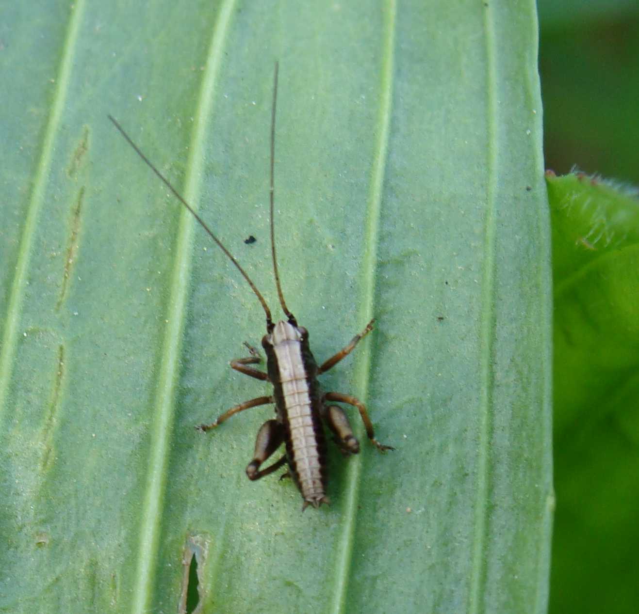 Ortotteri del Parco di Monza